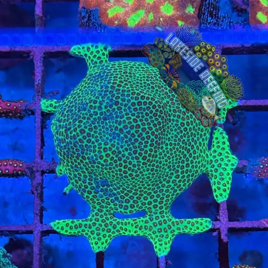 Large Green Montipora Frag Lakeside Reefing