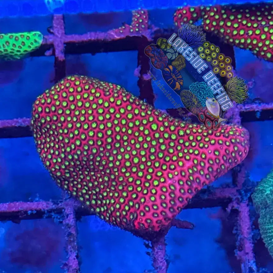 WWC Electric Daisy Stylocoeniella Frag 1 Lakeside Reefing
