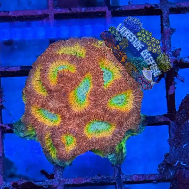 ACI Cultured Drunk Monkey Dipsastraea 1 Lakeside Reefing