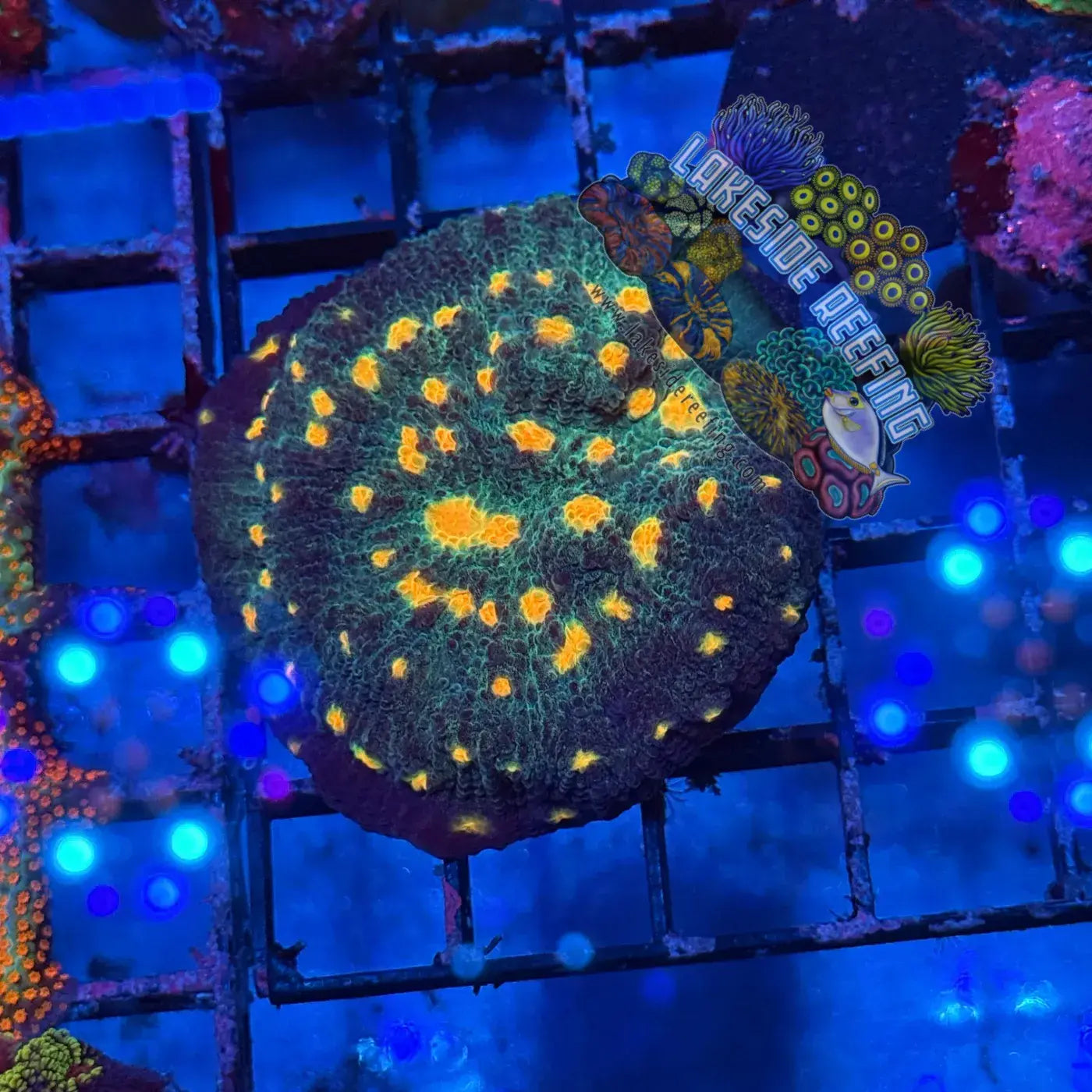 Solar Flare Mycedium Favia Coral Lakeside Reefing