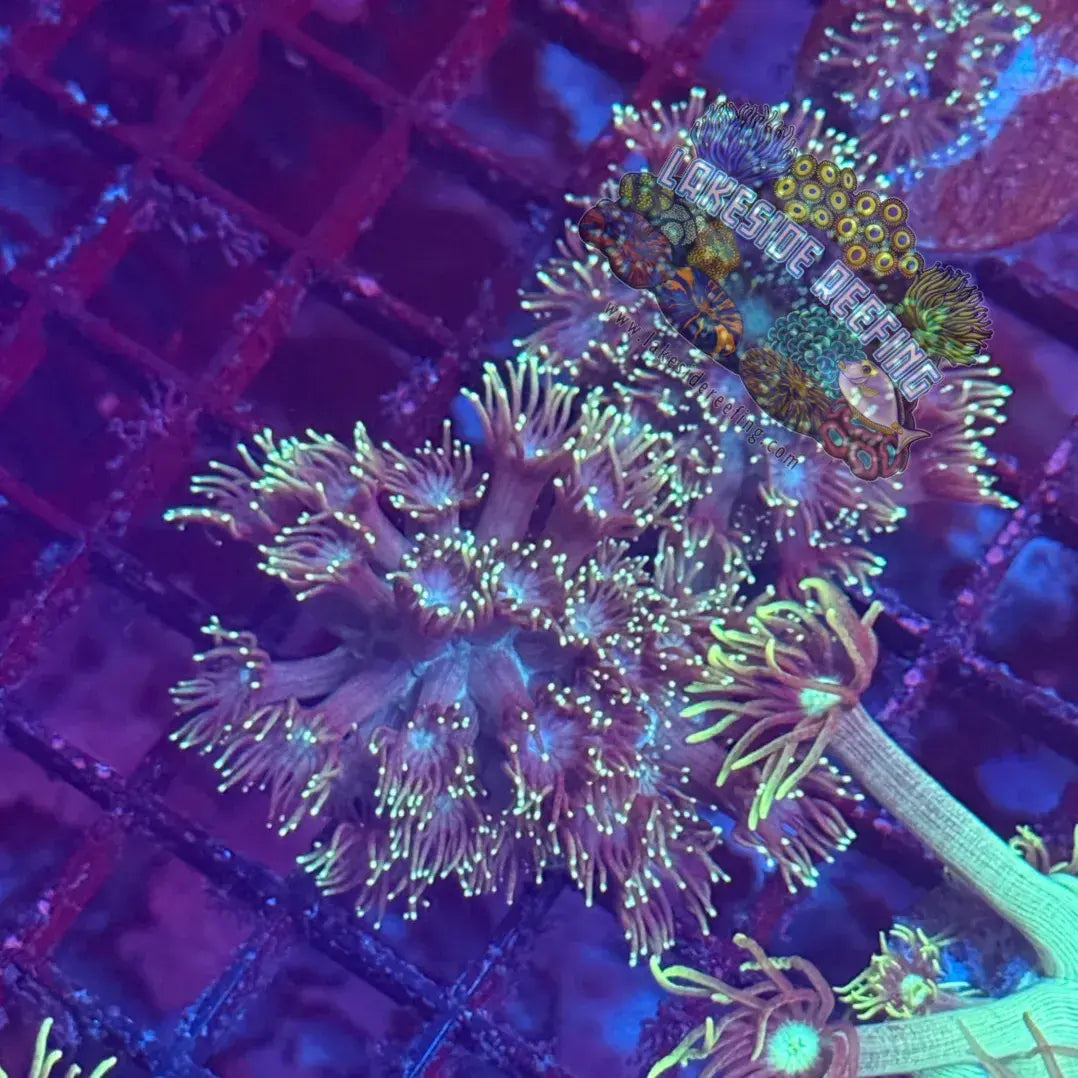 Bright Green Tip Dark Goni Coral Frag Lakeside Reefing