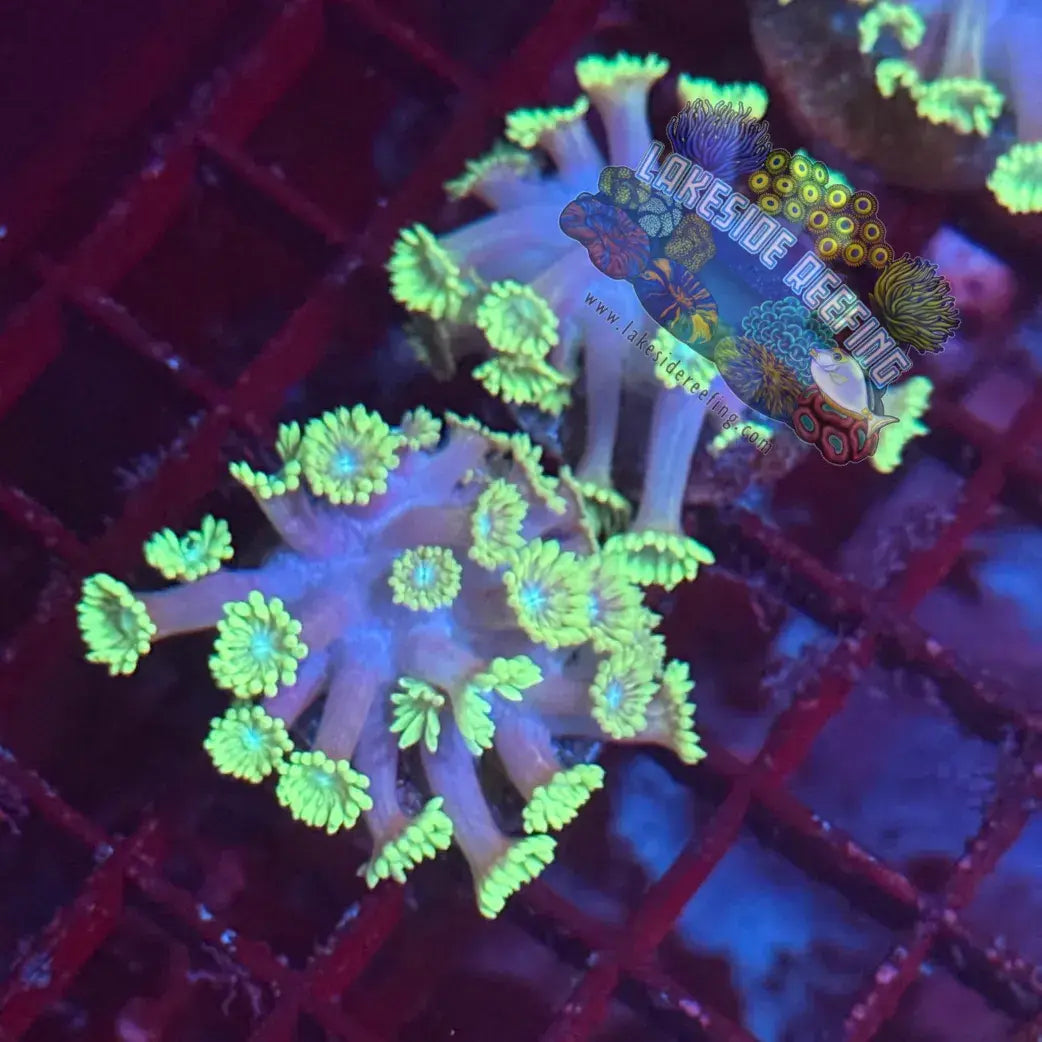 Toxic Green Alveopora Coral Frag Lakeside Reefing
