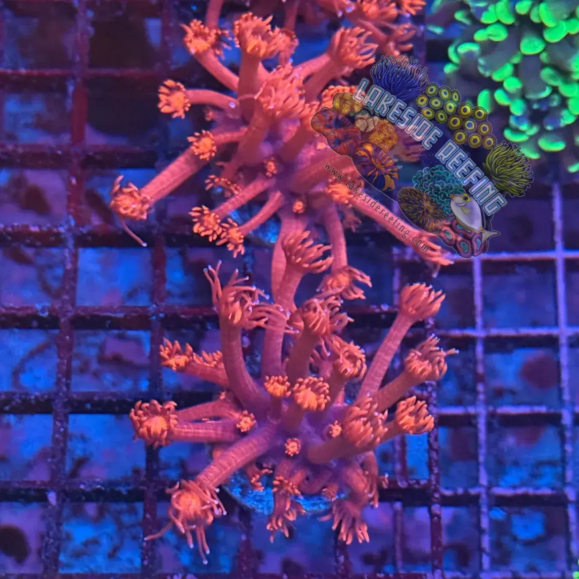 Fire Red Goni Coral Frag Lakeside Reefing