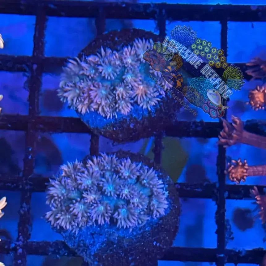 Rainbow Goni Coral Frag Lakeside Reefing