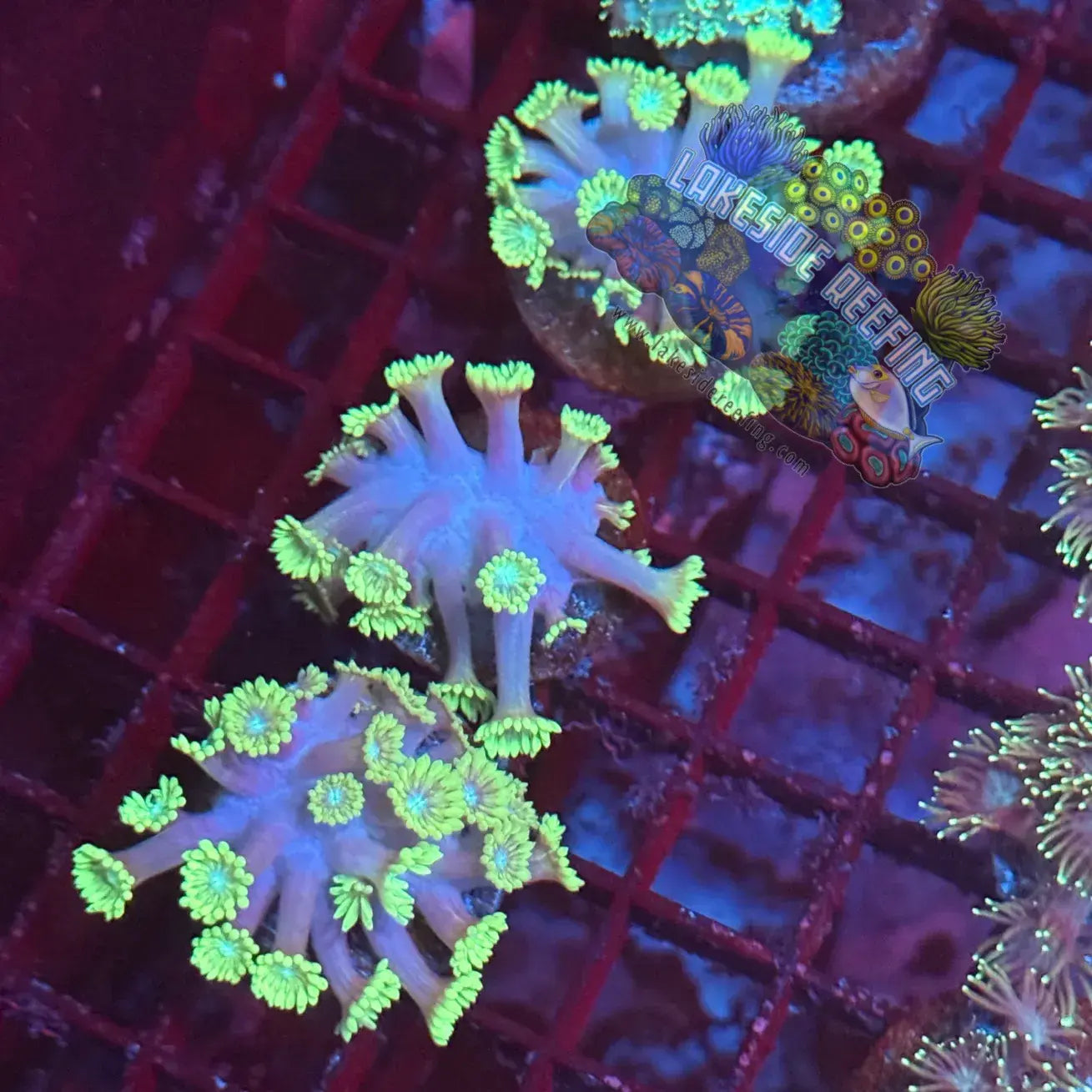 Toxic Green Alveopora Coral Frag Lakeside Reefing