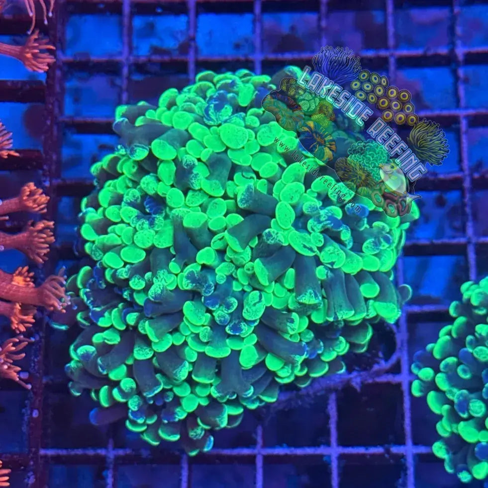 Branching Toxic Splatter Hammer Coral Colony R1A7 Lakeside Reefing