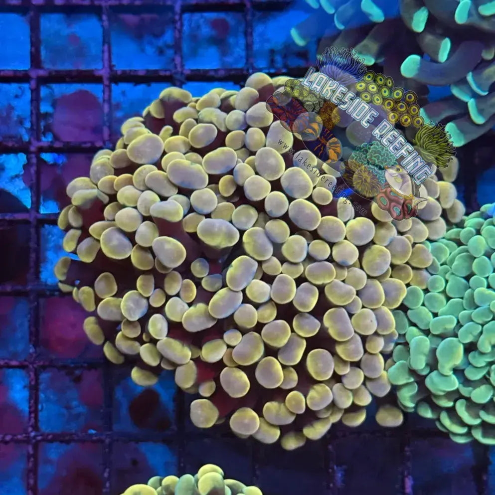 Branching Gold Master Hammer Coral R1B2 Lakeside Reefing