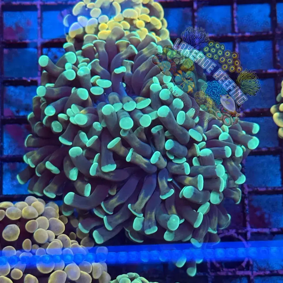 Branching Gold and Green Honeycomb Hammer Coral R1C3 Lakeside Reefing