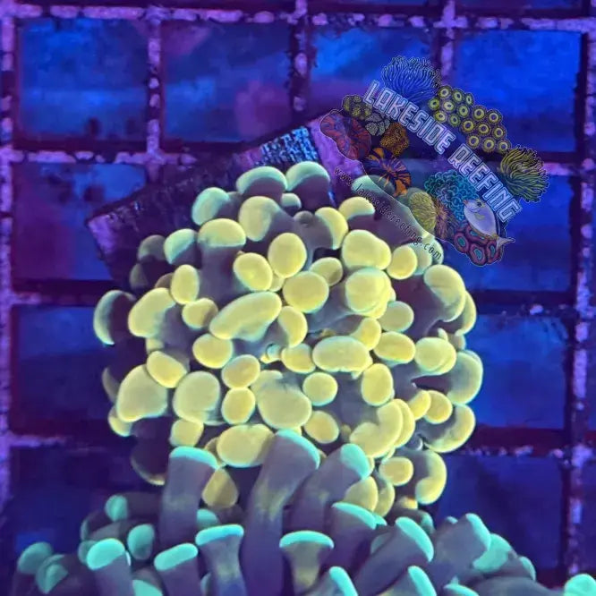 Branching Gold Hammer Coral R1C4 Lakeside Reefing