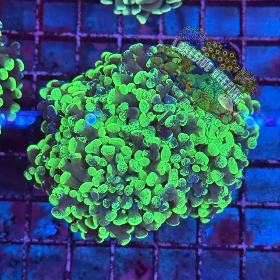 Branching Toxic Splatter Hammer Coral Colony R1C6 Lakeside Reefing