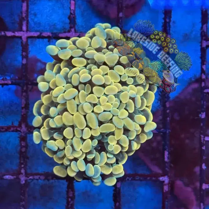 Branching Gold Hammer Coral R1D2 Lakeside Reefing