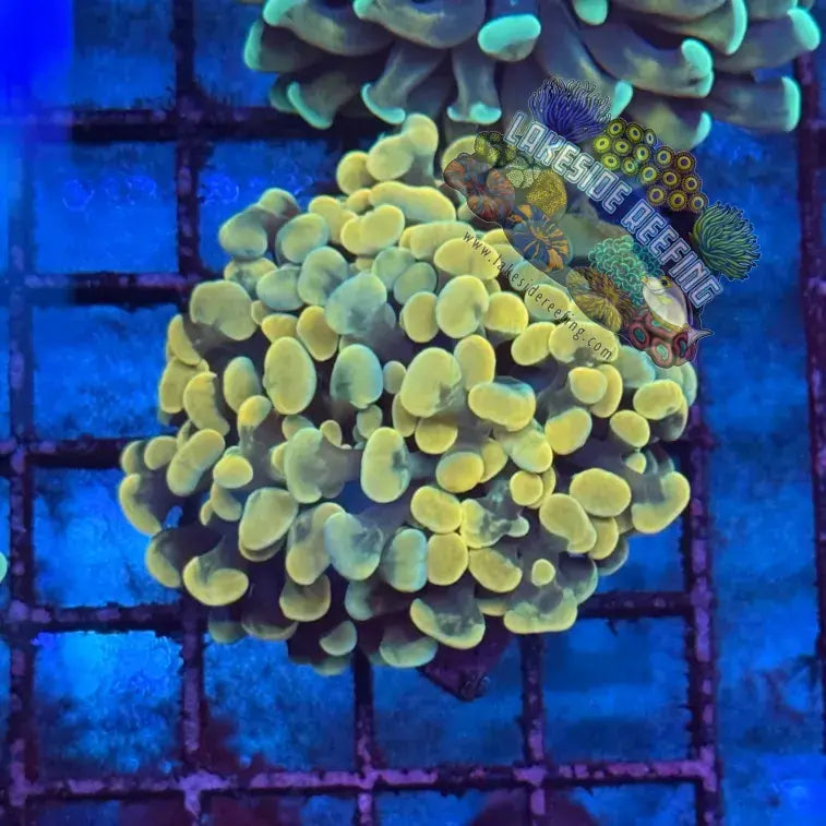 Branching Gold Hammer Coral R1D3 Lakeside Reefing