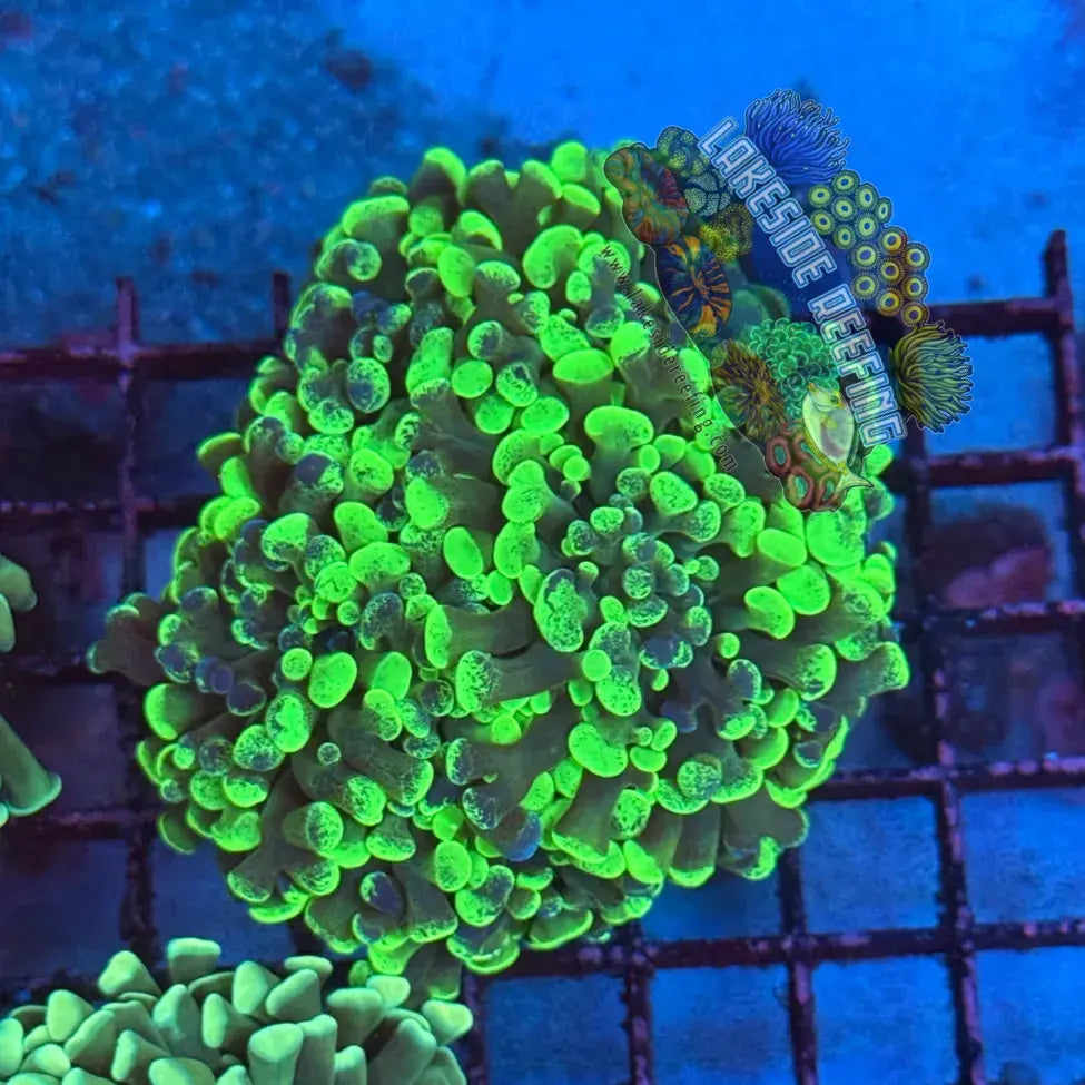 Branching Toxic Splatter Hammer Coral Colony R1D6 Lakeside Reefing