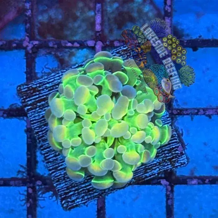 Branching Hologram Hammer R2A1 Lakeside Reefing