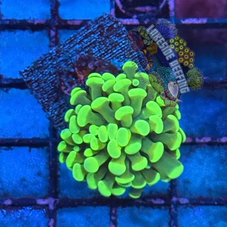 Branching Bright Green Hammer R2A2 Lakeside Reefing