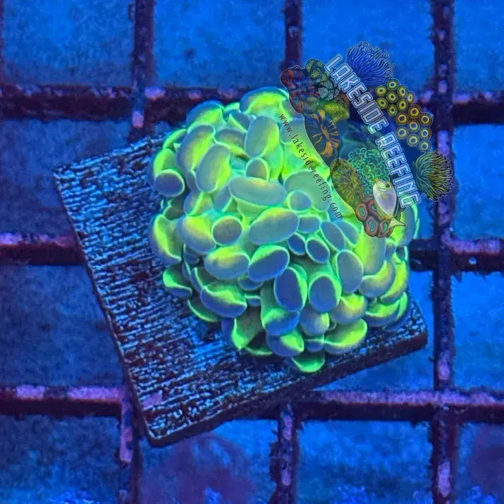 Branching Hologram Hammer R2A5 Lakeside Reefing