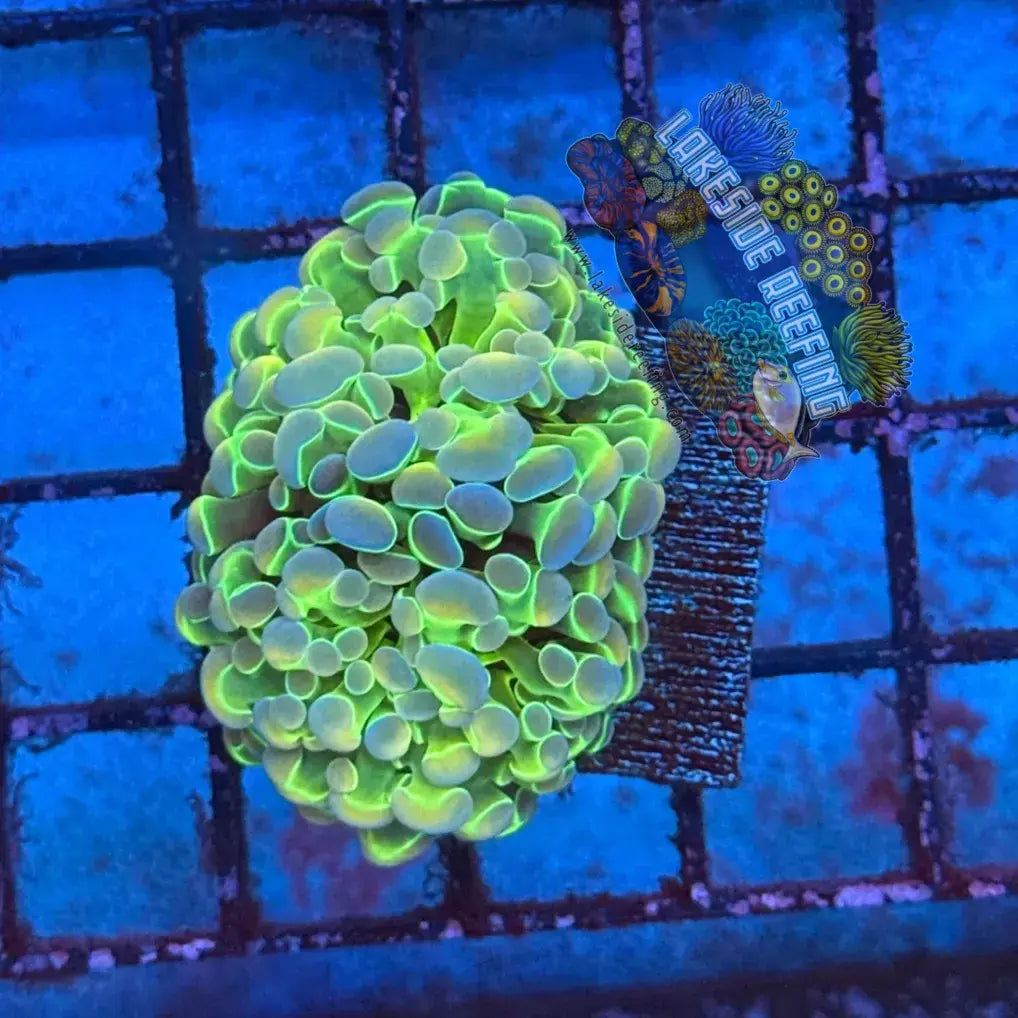 Branching Hologram Hammer R2B1 Lakeside Reefing