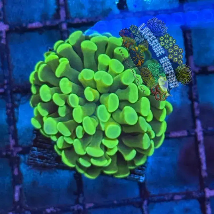 Branching Bright Green Hammer R2B2 Lakeside Reefing