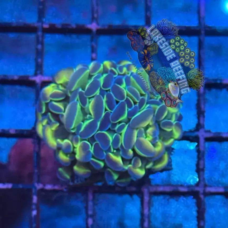 Branching Hologram Hammer R2B3 Lakeside Reefing
