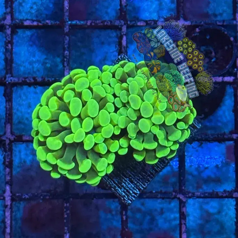 Branching Bright Green Hammer R2C2 Lakeside Reefing