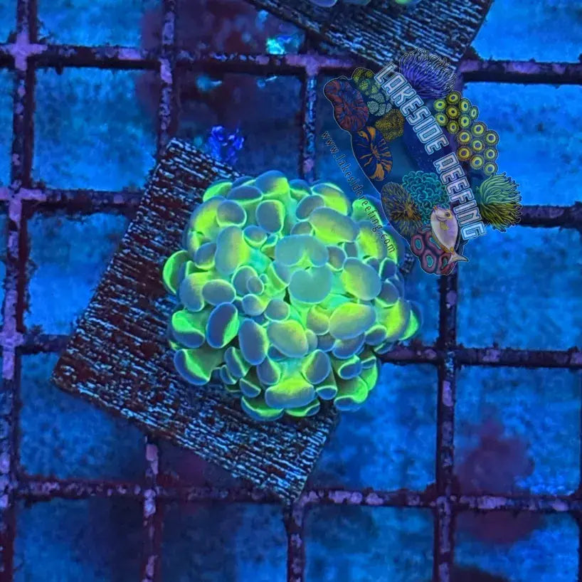 Branching Hologram Hammer R2C3 Lakeside Reefing
