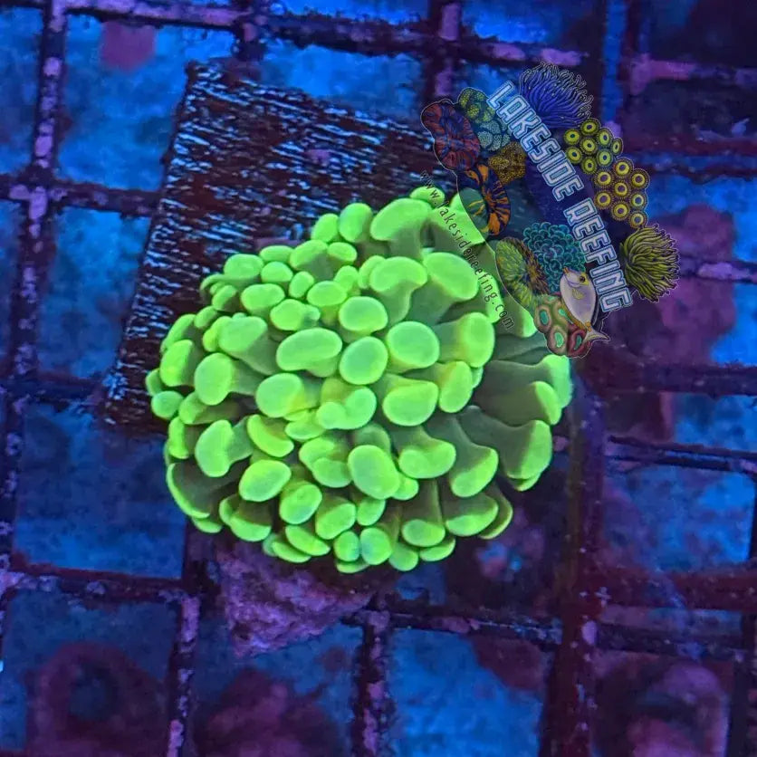 Branching Bright Green Hammer R2D2 Lakeside Reefing