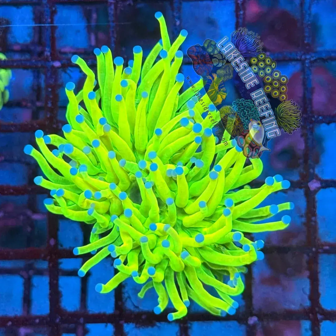 Bright Malaysian Holy Grail Torch Coral R2A1 Lakeside Reefing