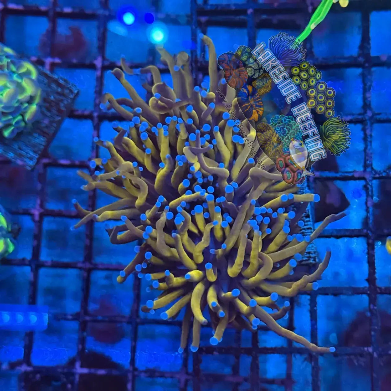 NY Knicks Gold Torch Coral R2A2 Lakeside Reefing