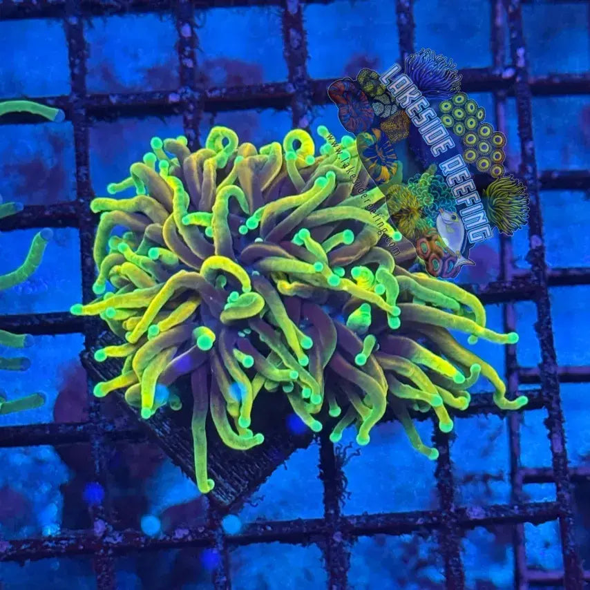 HellFire Torch Coral R3D2 Lakeside Reefing