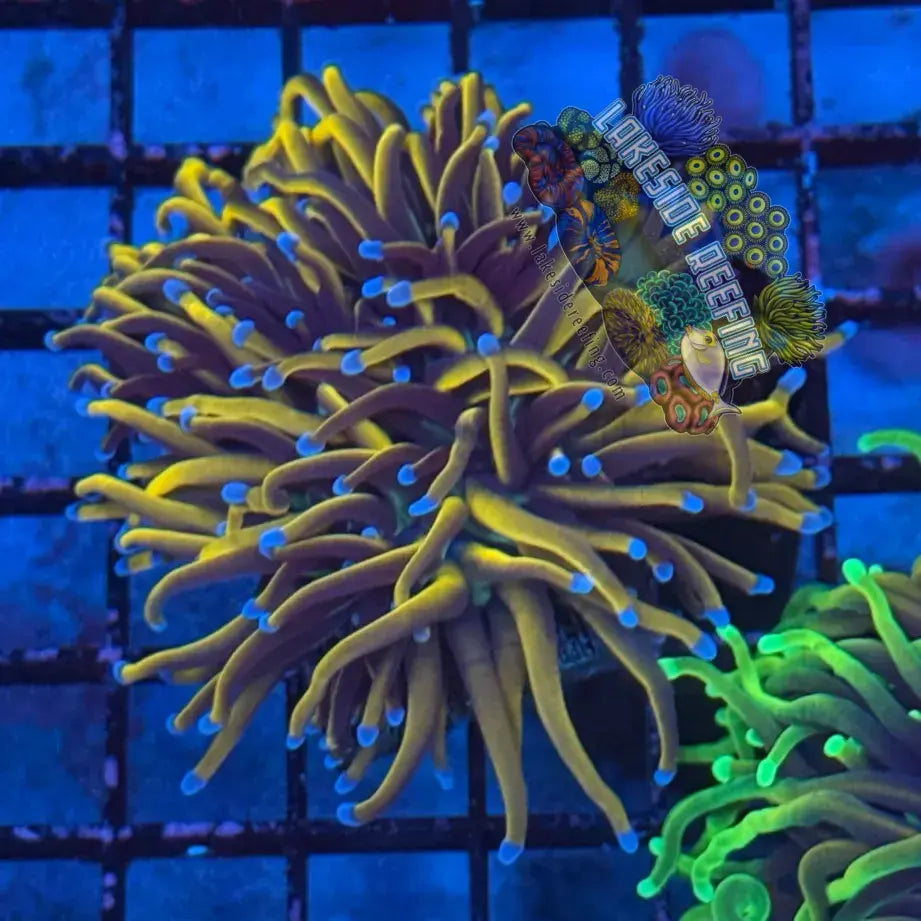 Ultra 24K Knicks Gold Torch Coral R3A6 Lakeside Reefing