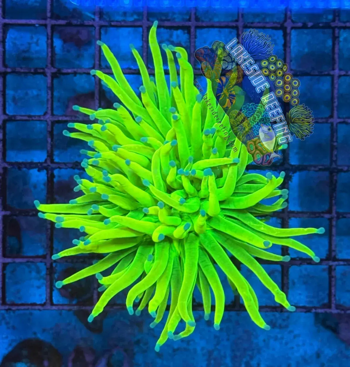 OG Fat Head Holy Grail Torch Coral R3B1 Lakeside Reefing