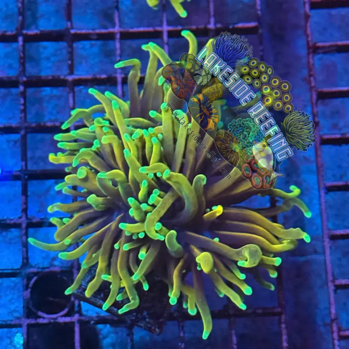 Ultra Gold Hellfire Torch Coral R3D3 Lakeside Reefing