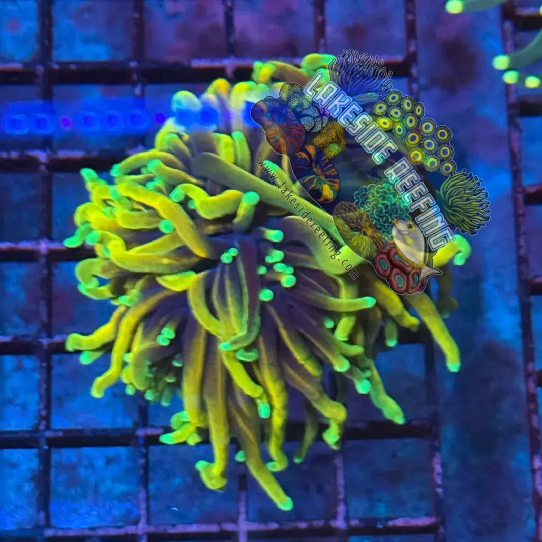 Ultra Gold Hellfire Torch Coral R3D4 Lakeside Reefing