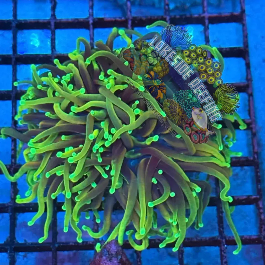 Ultra Gold Hellfire Torch Coral R3D5 Lakeside Reefing