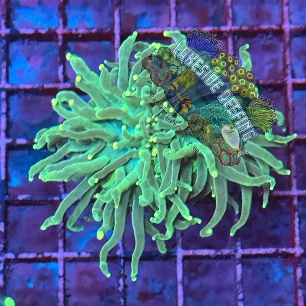 Green with Yellow Tips Torch Coral R4B4 Lakeside Reefing