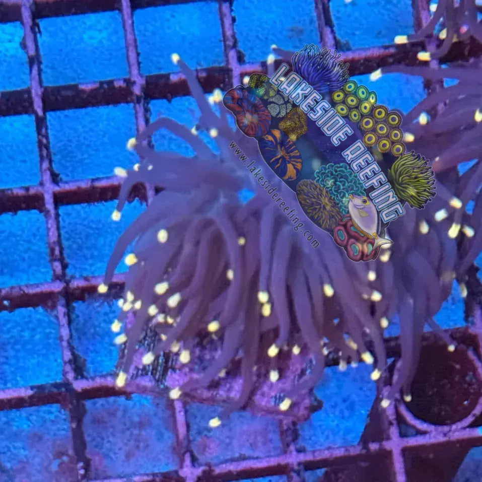 Purple with Pink Tips Torch Coral R4C5 Lakeside Reefing
