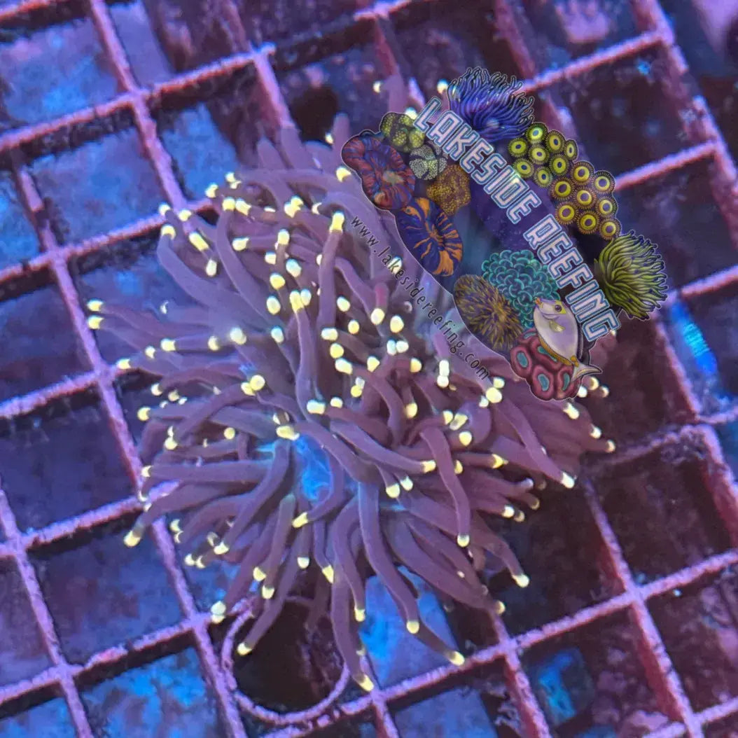 Purple with Pink Tips Torch Coral R4D2 Lakeside Reefing