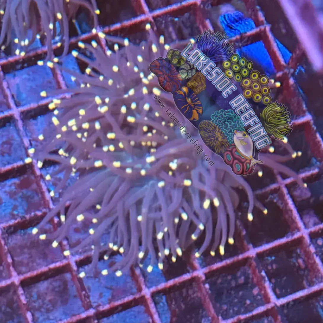 Purple with Pink Tips Torch Coral R4D3 Lakeside Reefing