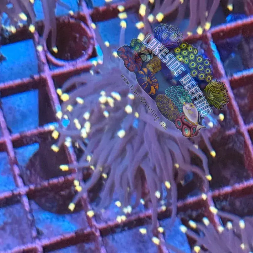 Purple with Pink Tips Torch Coral R4D4 Lakeside Reefing