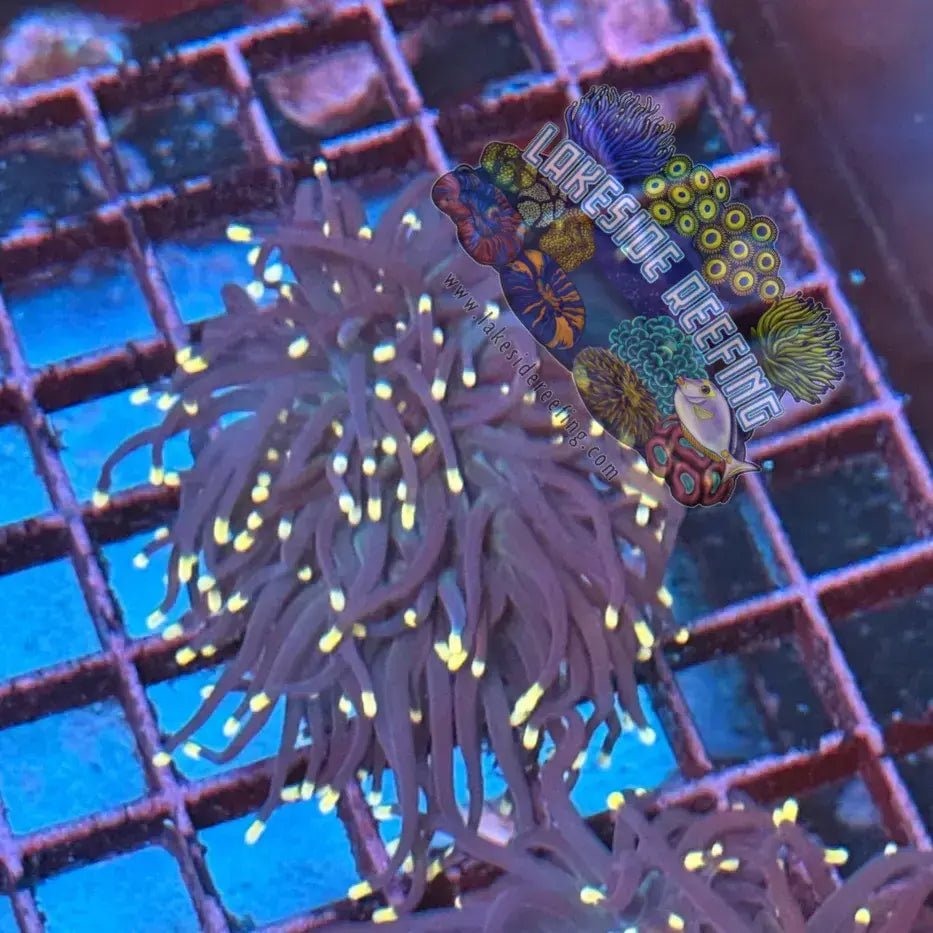 Purple with Pink Tips Torch Coral R4D6 Lakeside Reefing