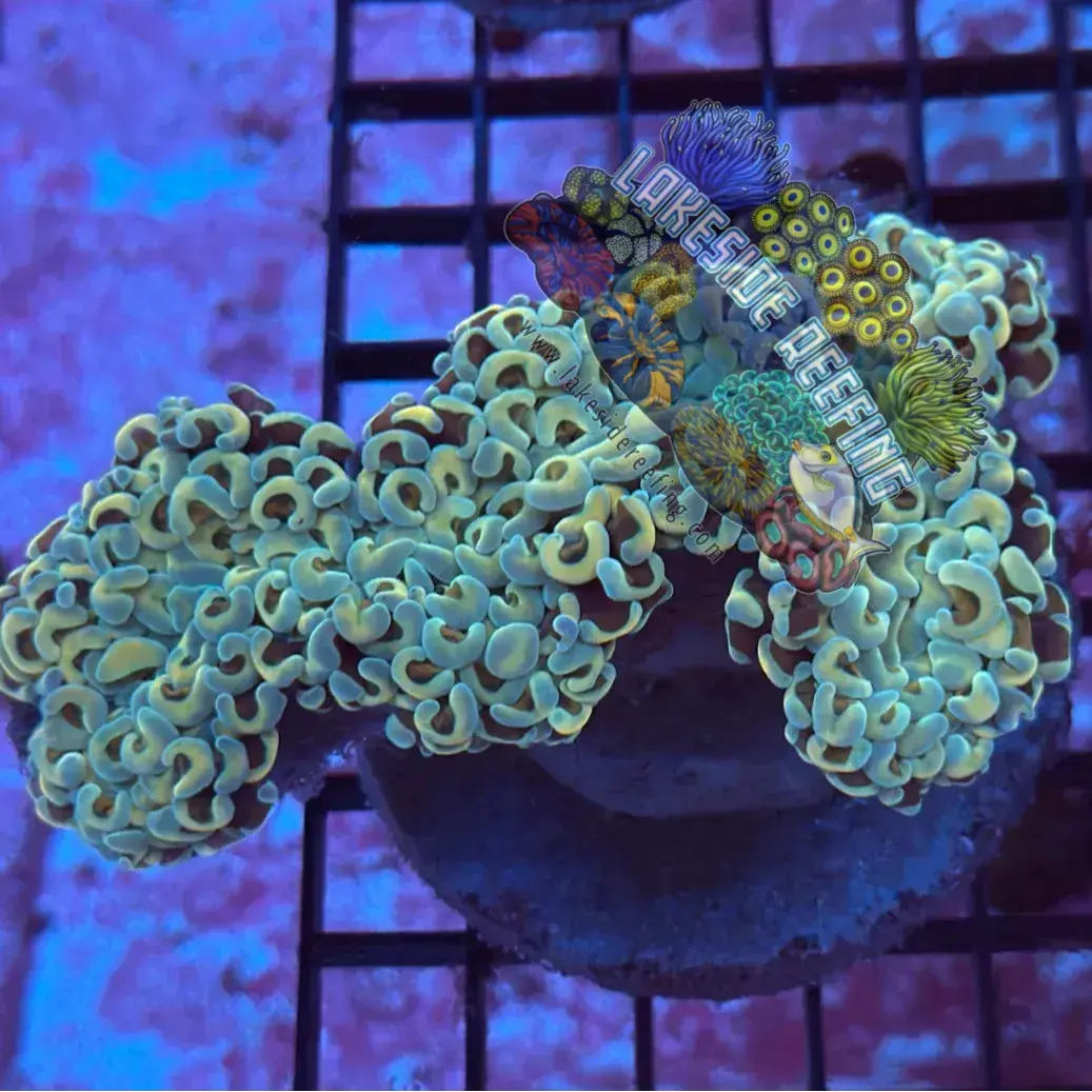 Ultra Gold Metallic Wall Hammer T1A1 Lakeside Reefing
