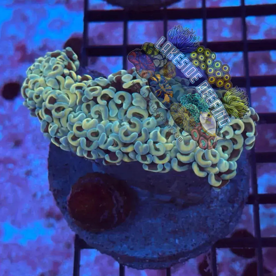 Ultra Gold Metallic Wall Hammer T1A2 Lakeside Reefing