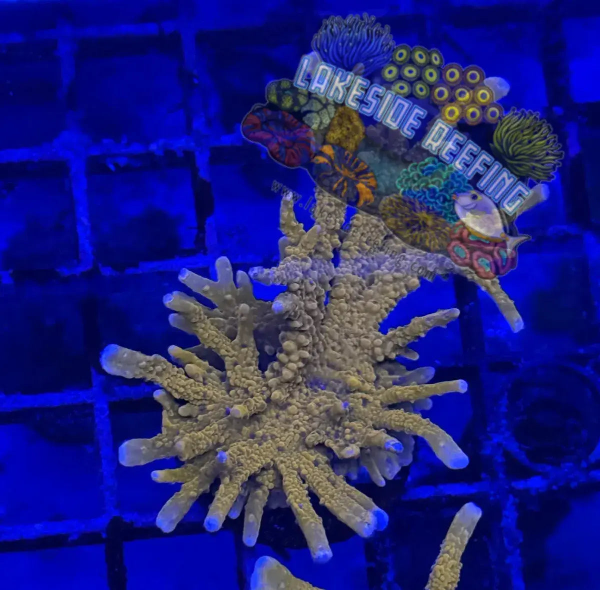 ACI Manila Spy Montipora