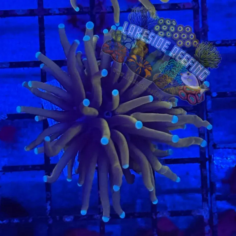 Ultra 24k Gold Torch Coral R4E2