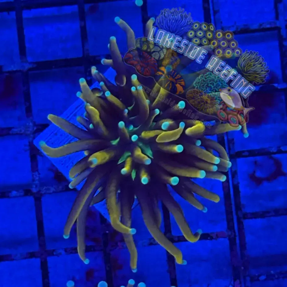 Bright Tiger Torch Coral R4E3