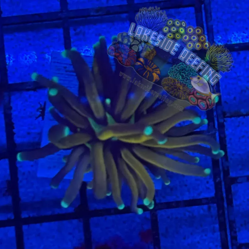 Bright Tiger Torch Coral R4E5