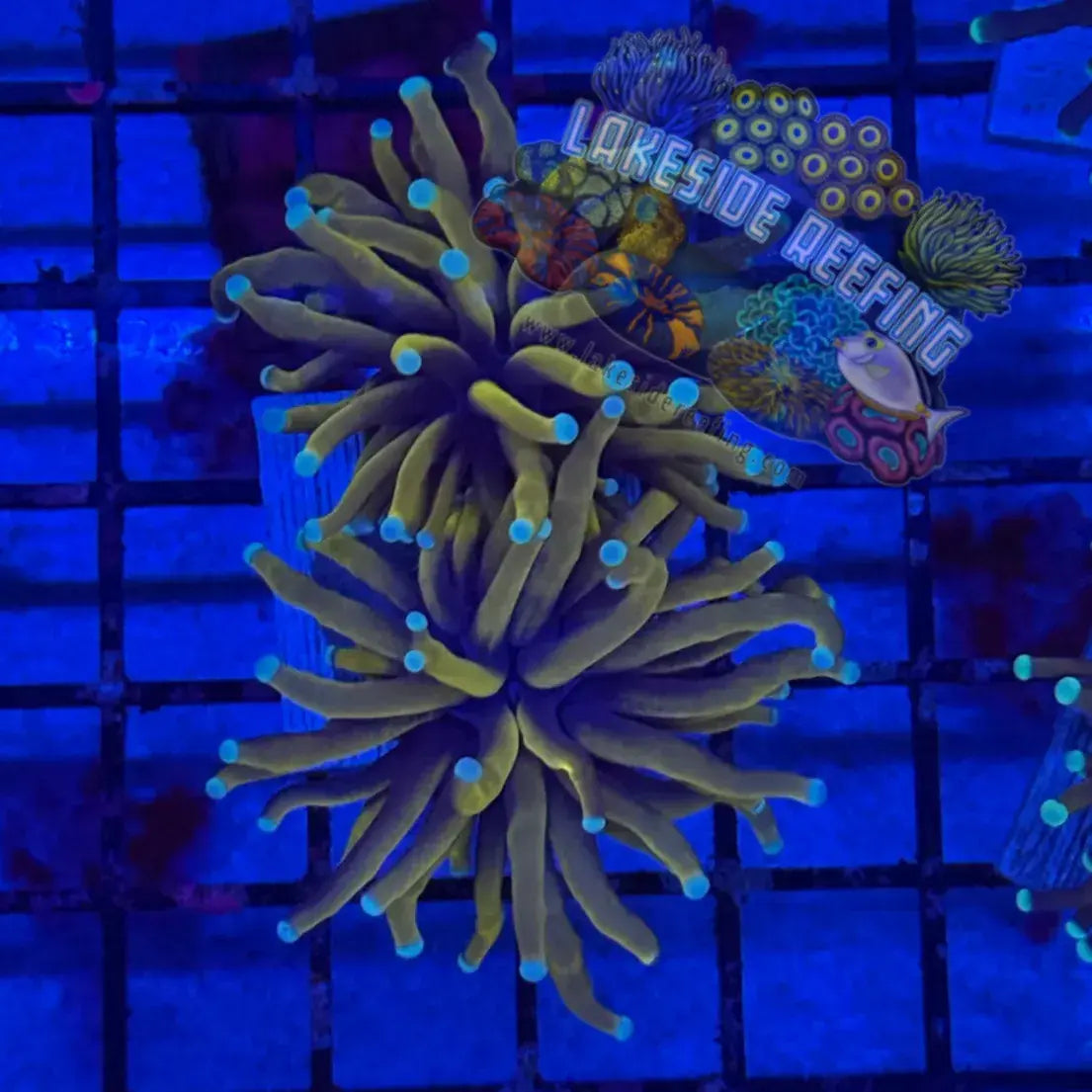 Ultra 24k Gold Torch Coral R4D4