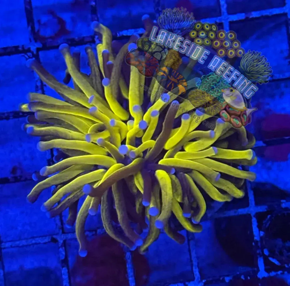 Jumbo Grafted Gold Torch Coral