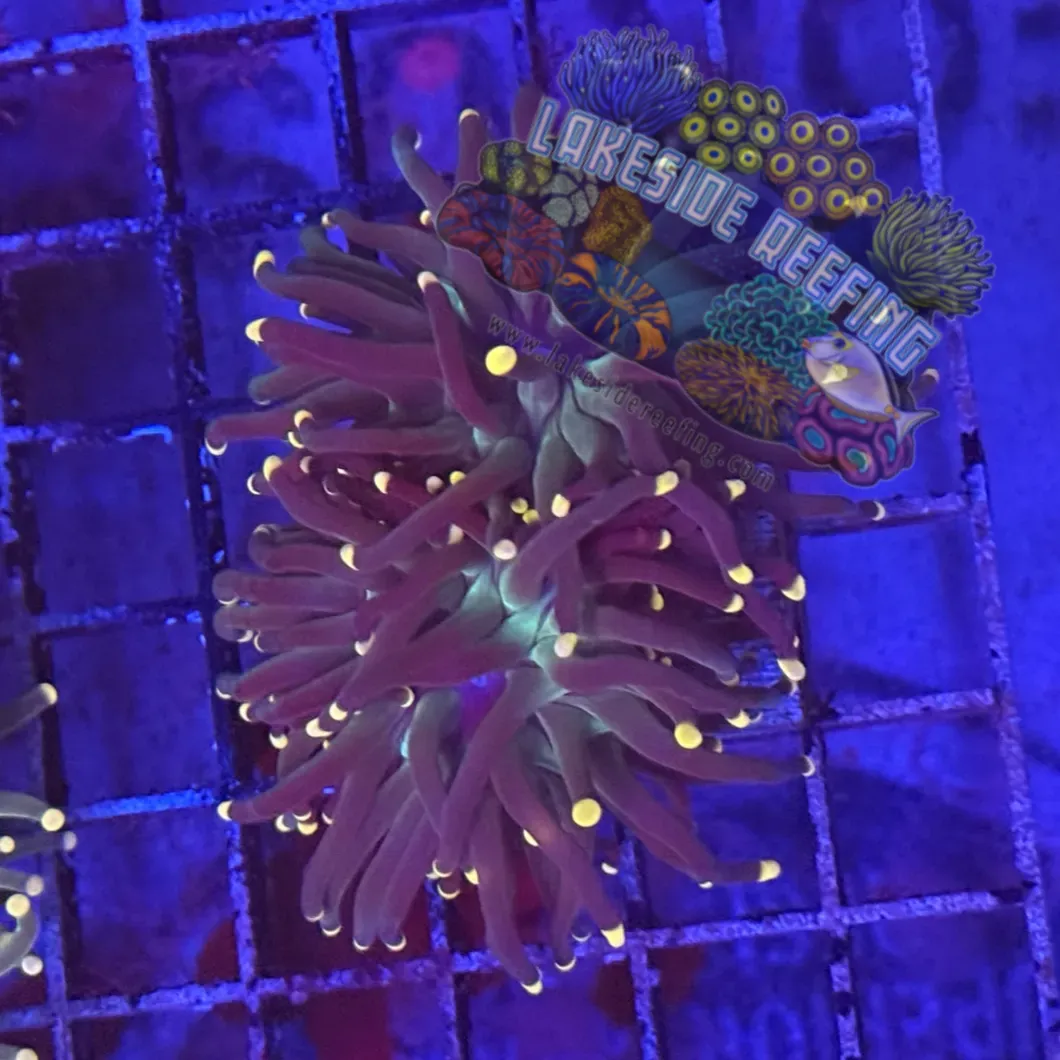 Super Sonic Torch Coral R5A2