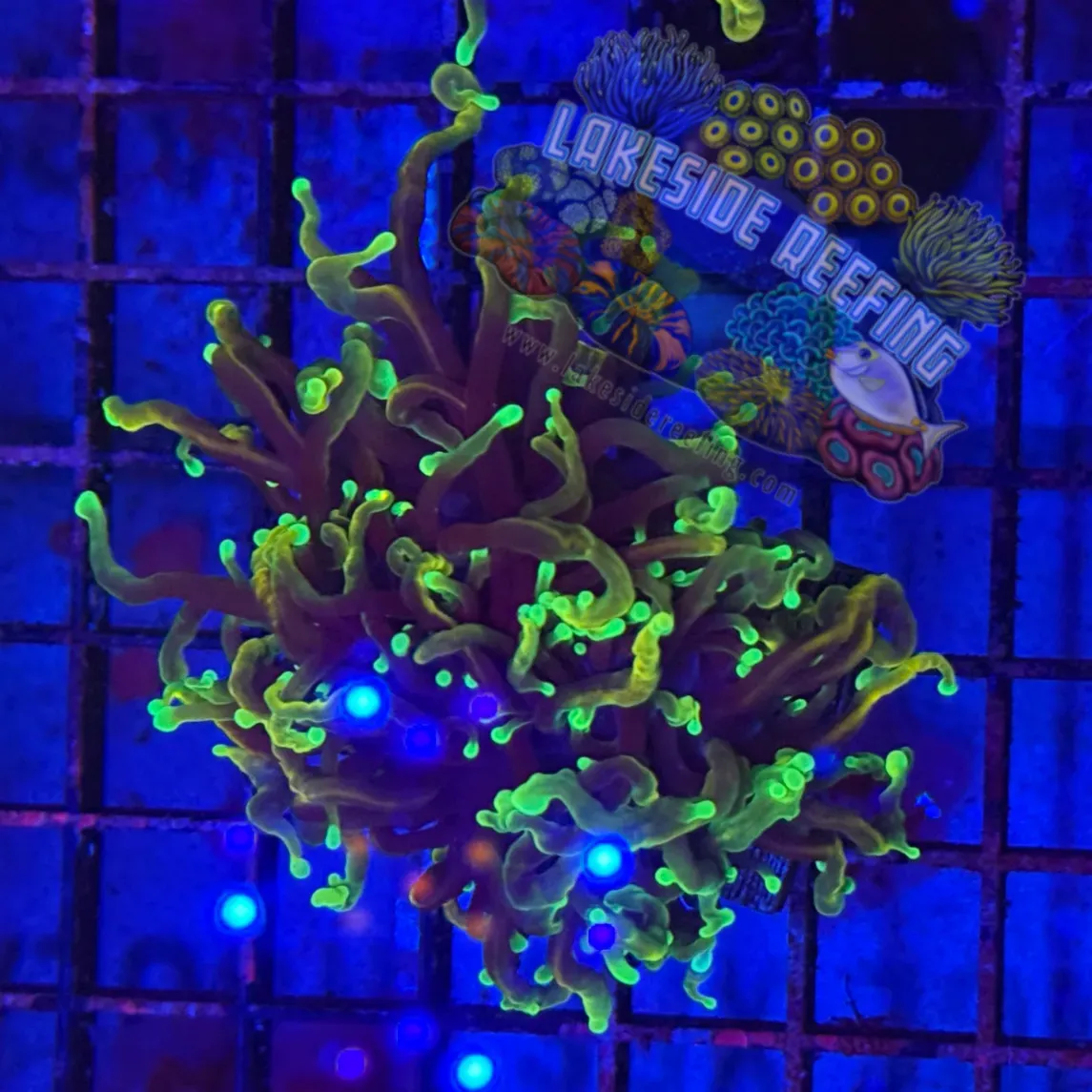 Ultra Hellfire Torch Coral R3C2